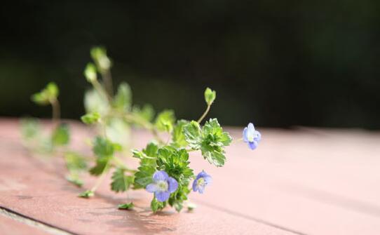 青岛朗阁雅思培训学校